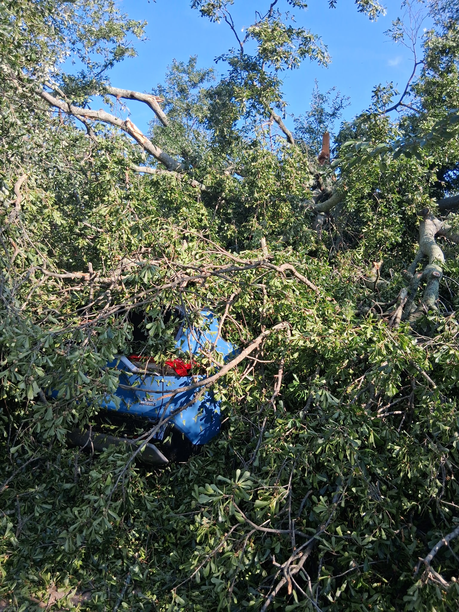 Debris crushed beneath fallen tree limbs after the storm