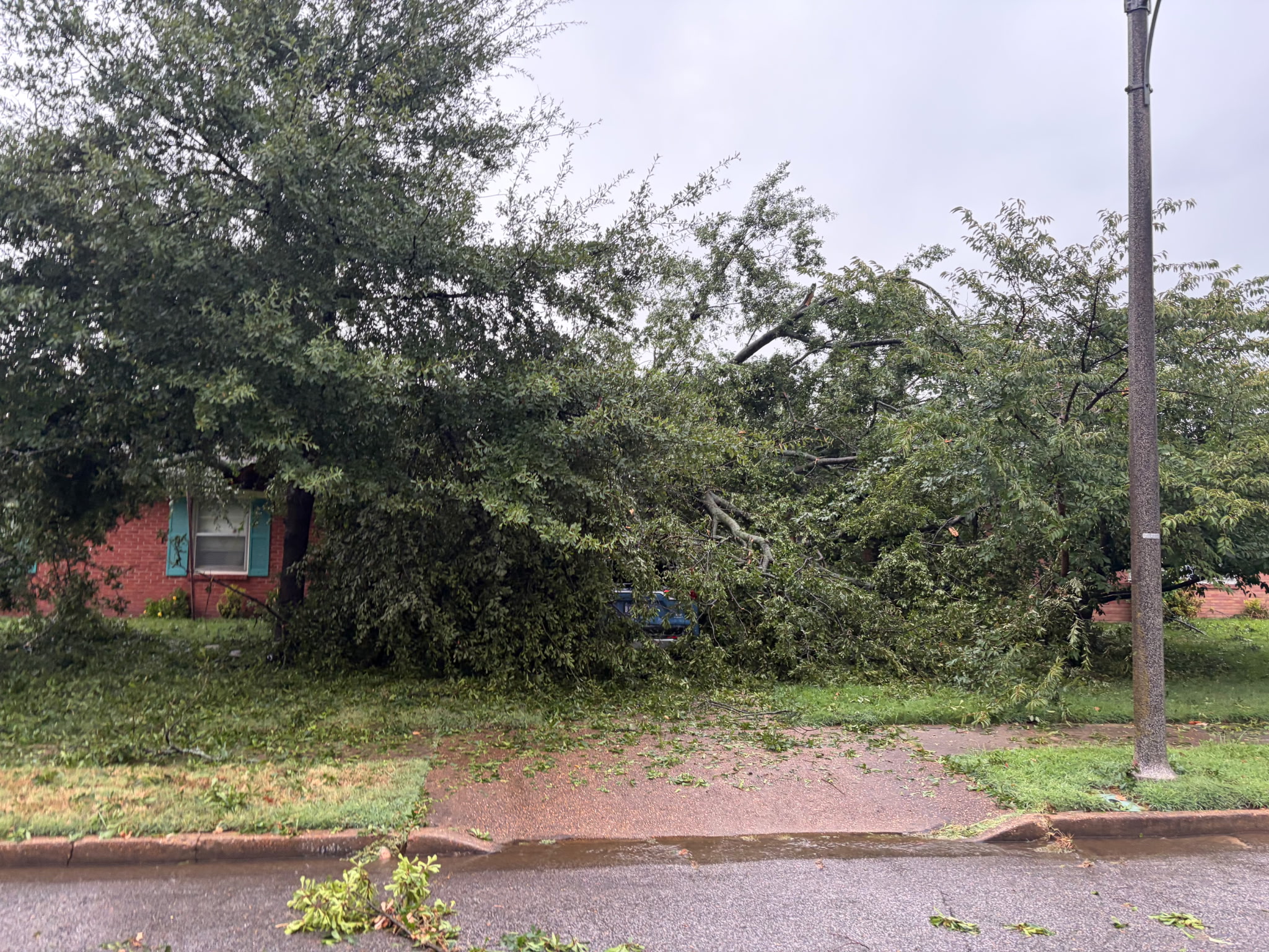 Storm-felled tree across the front of a Memphis home in the rain