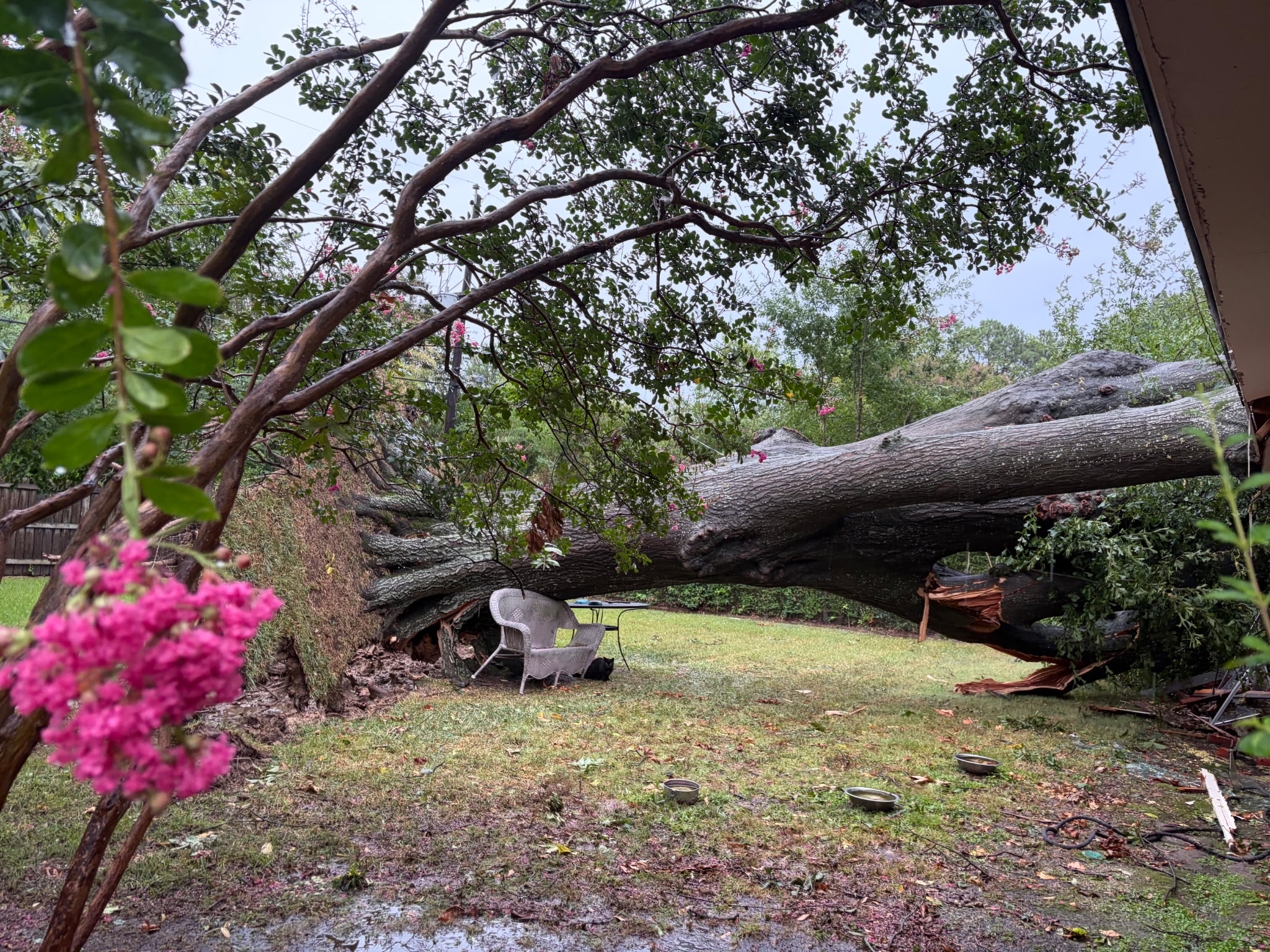 A large tree uprooted and down in a Memphis backyard after severe wind